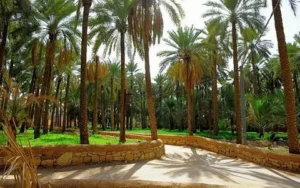 مزارع للبيع القصيم